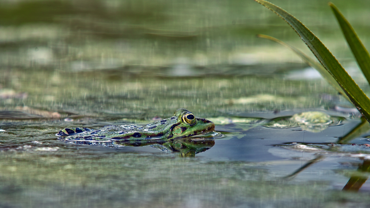 Frog I