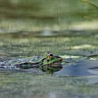 Frog I