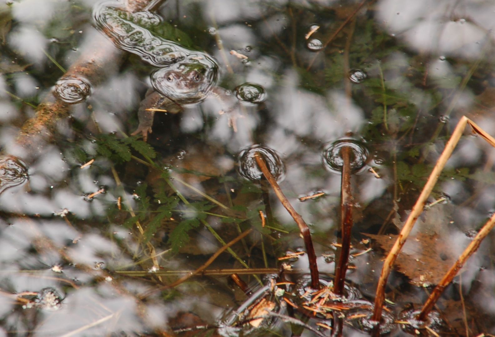 Frog in a bubble