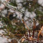 Frog in a bubble