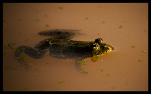 Frog in a pond