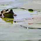 Frog in Golcuk Lake - Bolu