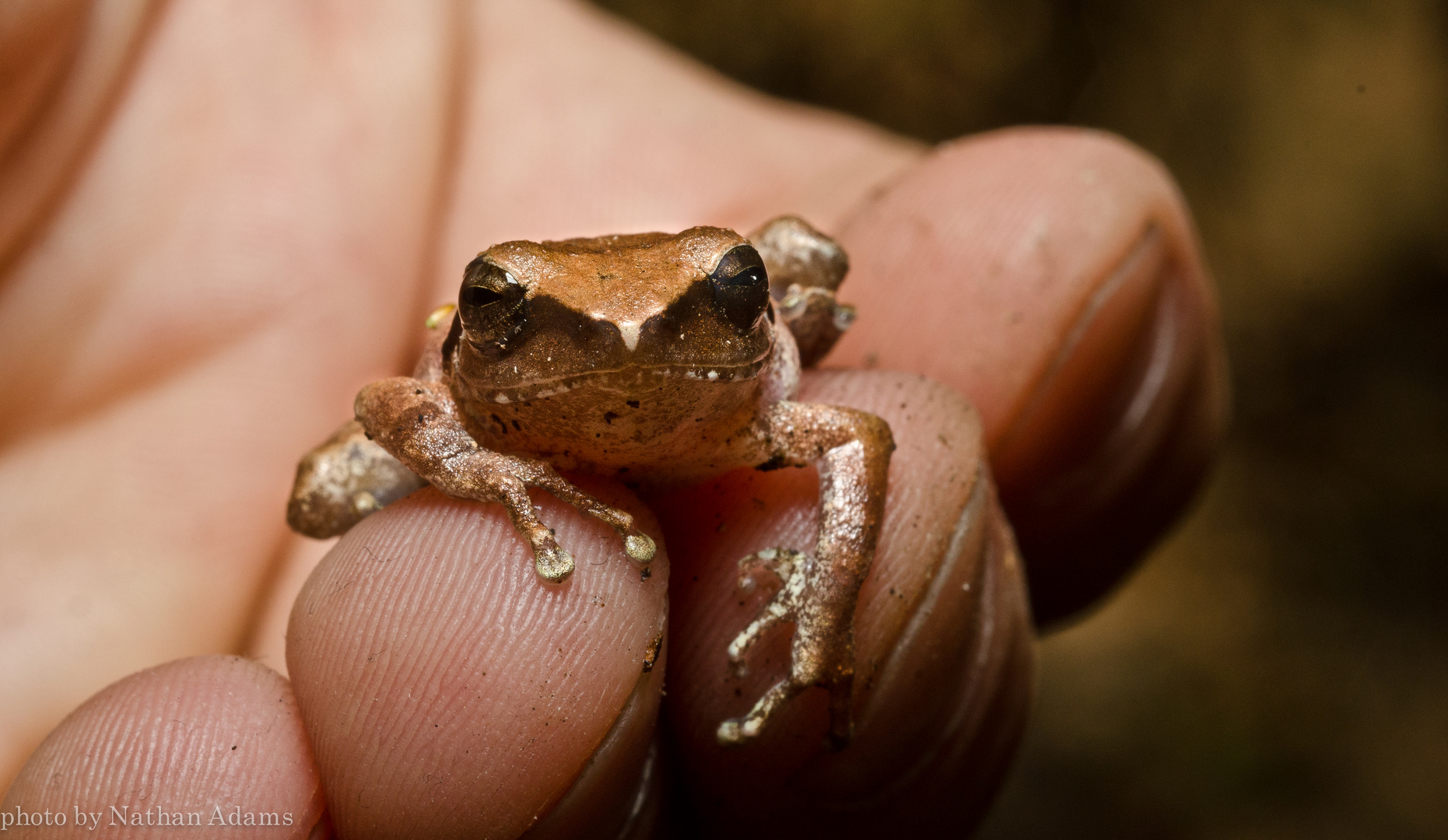 frog in hand