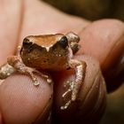 frog in hand