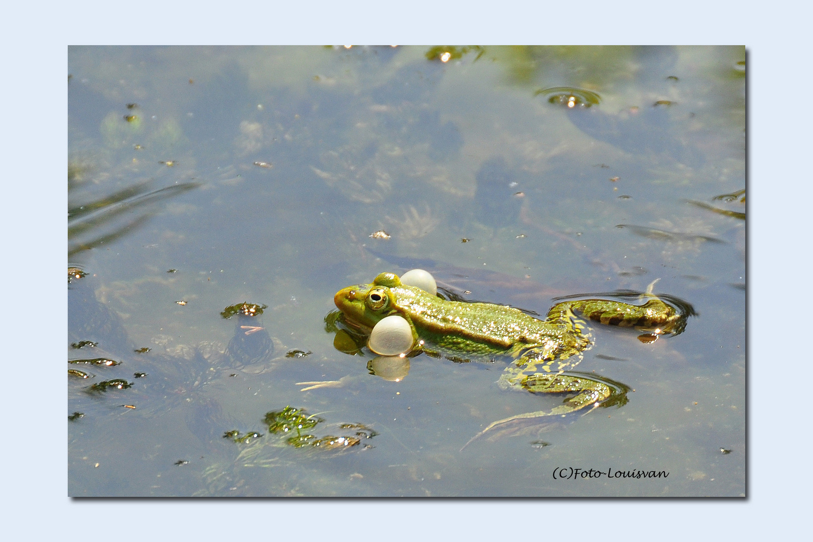 frog in love