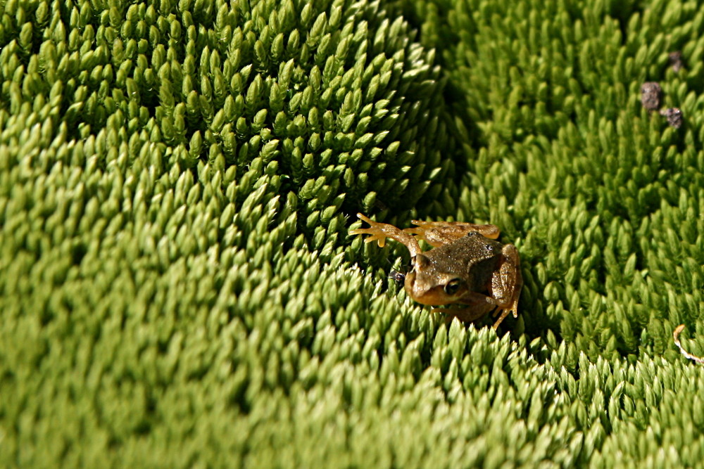 frog in pyrenées