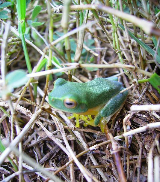 Frog in size of a fingernail