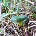 Frog in size of a fingernail