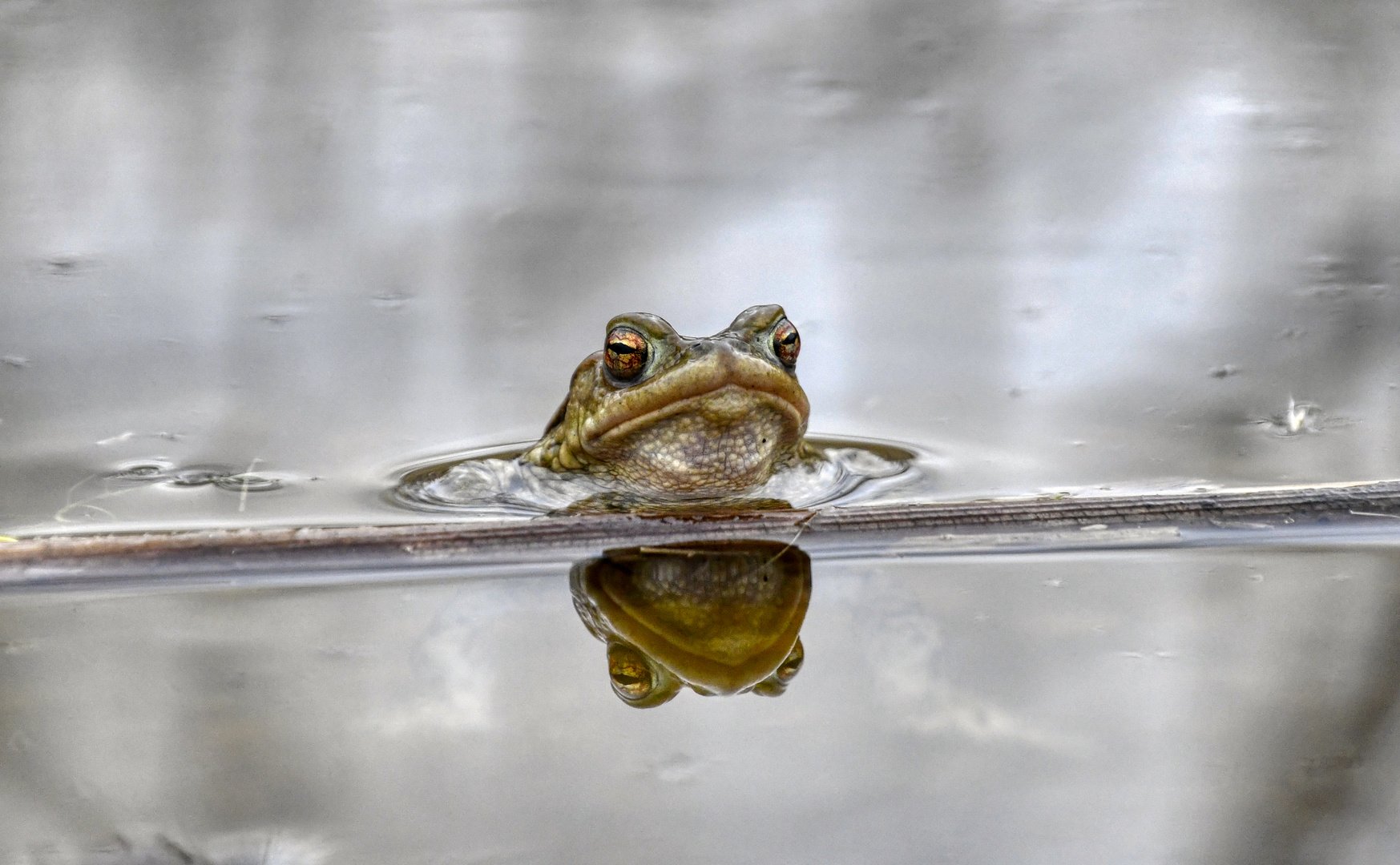 Frog in the Mirror - Erdkröte, männlich