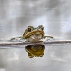 Frog in the Mirror - Erdkröte, männlich