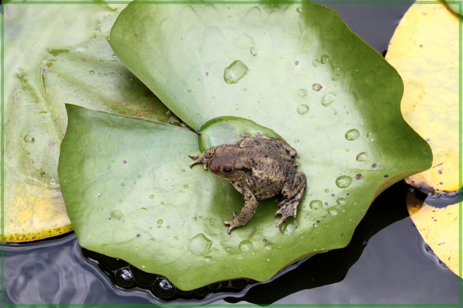 Frog in the pond