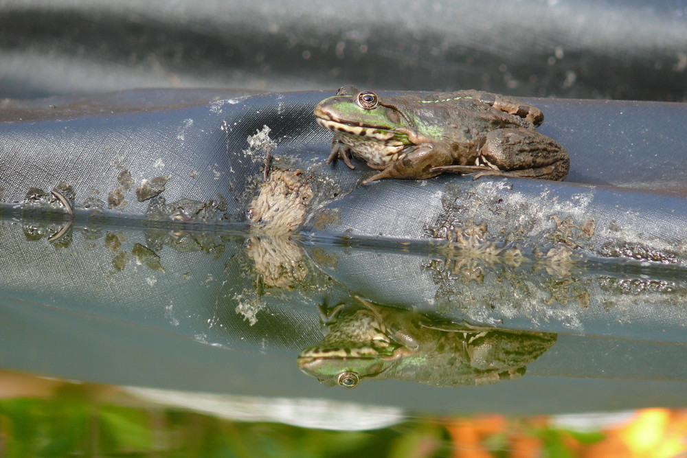 Frog in the sunlight