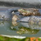 Frog in the sunlight