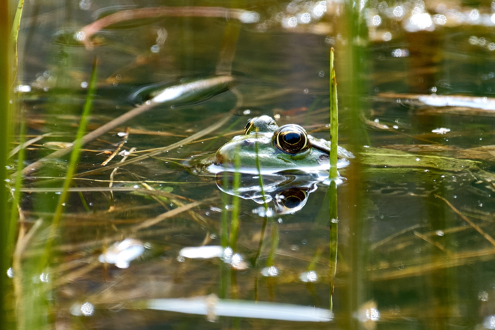 Frog in water