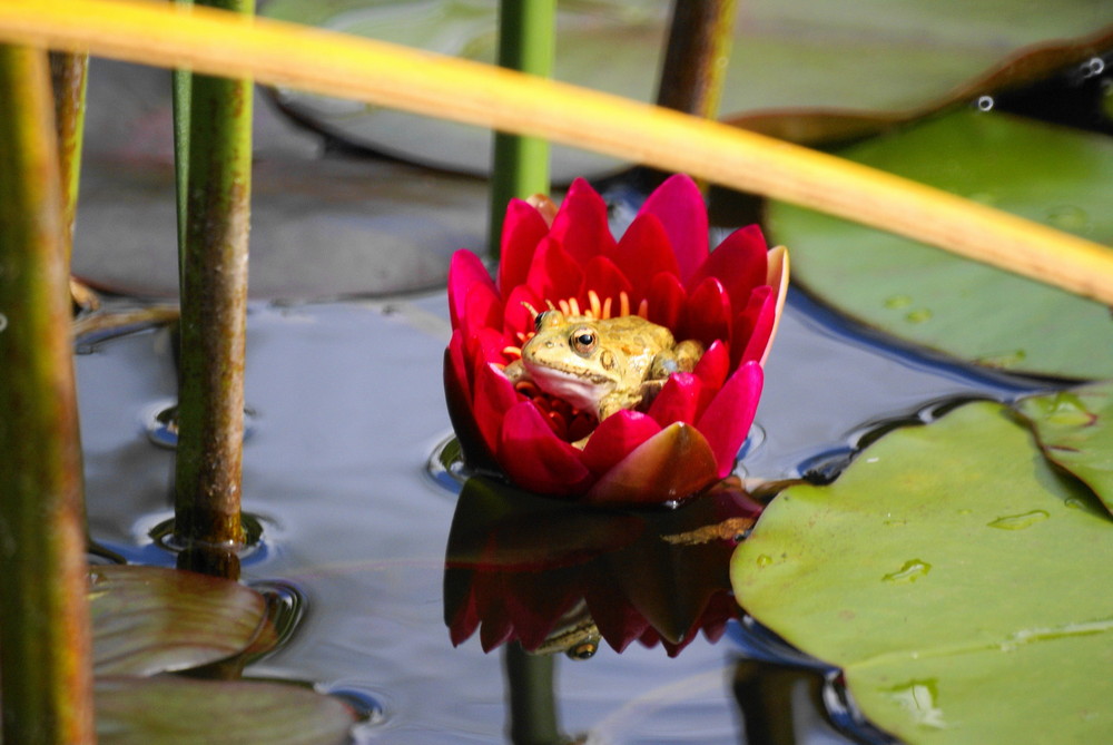 Frog in water lily