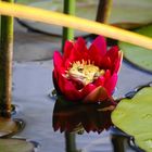 Frog in water lily