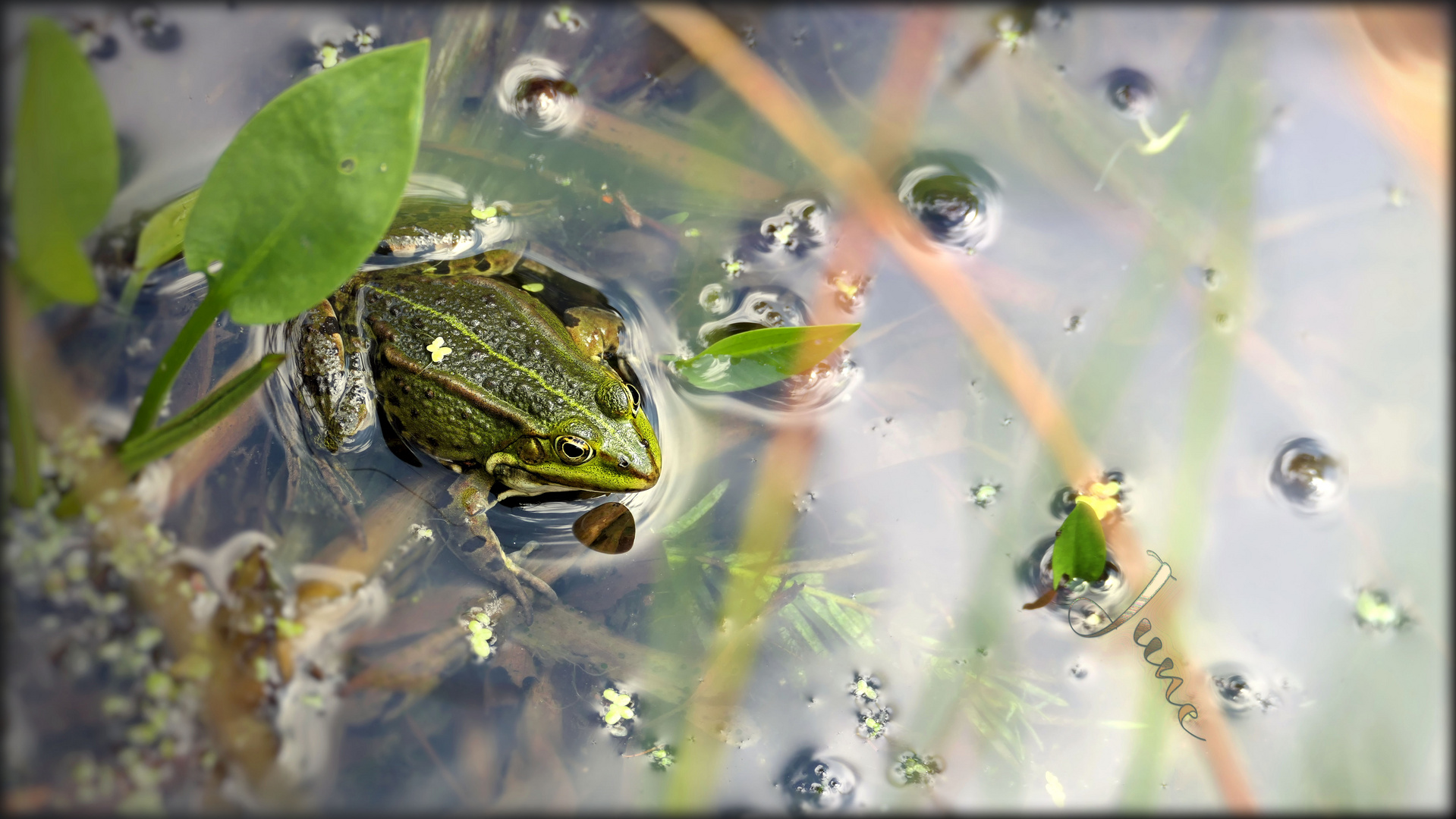 ... frog is basking in the pond