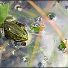 ... frog is basking in the pond