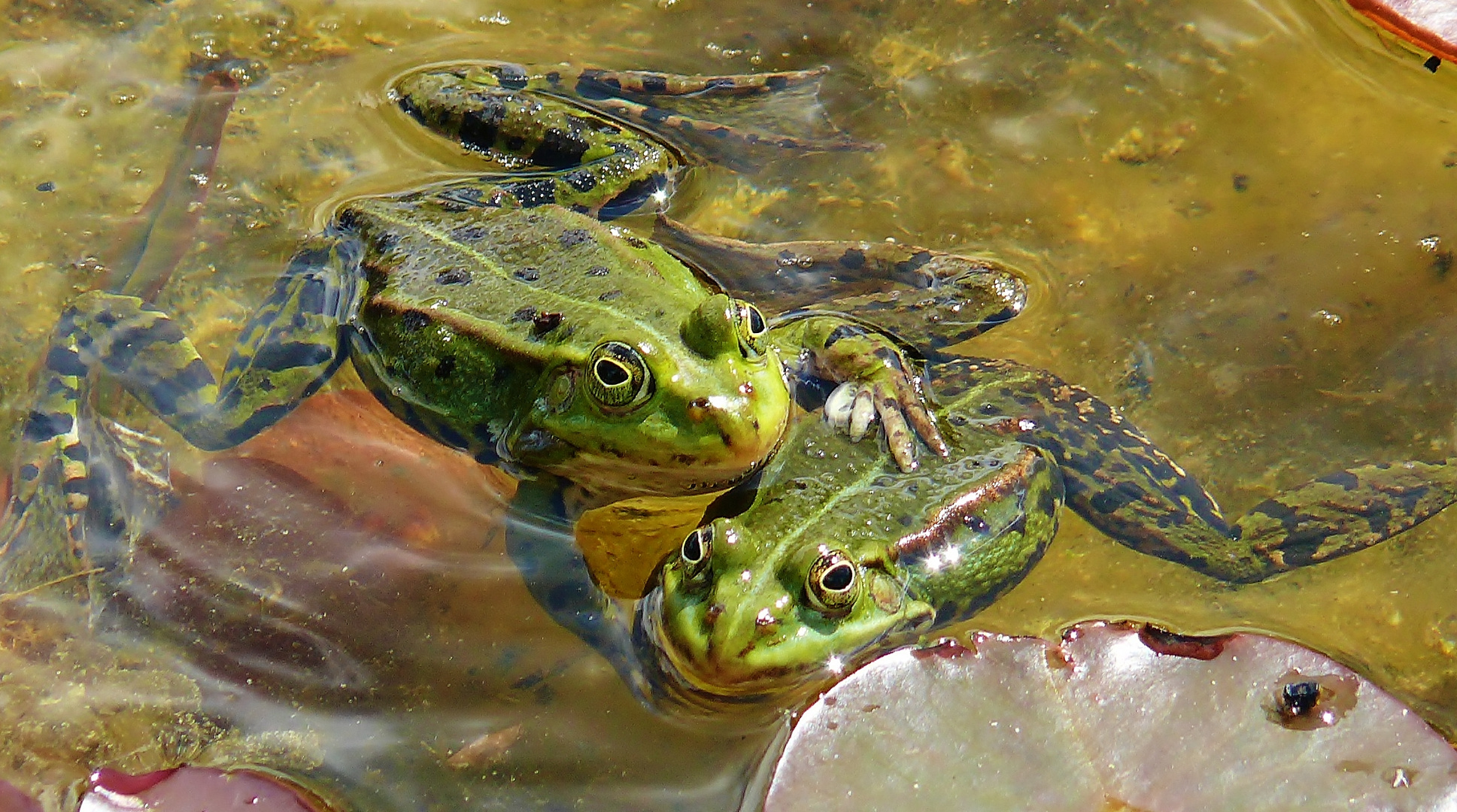 Frog love