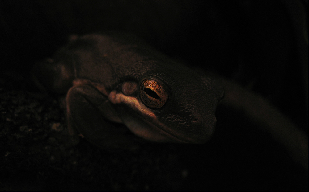 frog of the dark