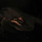 frog of the dark