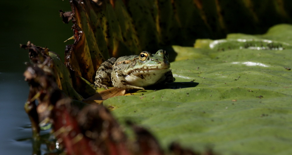 Frog on a blossom