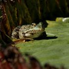 Frog on a blossom