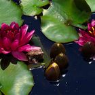 Frog on a Lily Pad