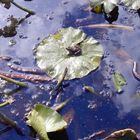 frog on lilypad