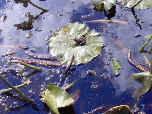 frog on lilypad