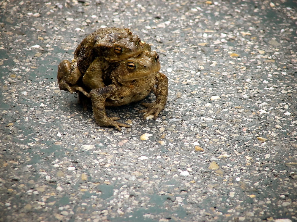 Frog on Street