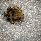 Frog on Street