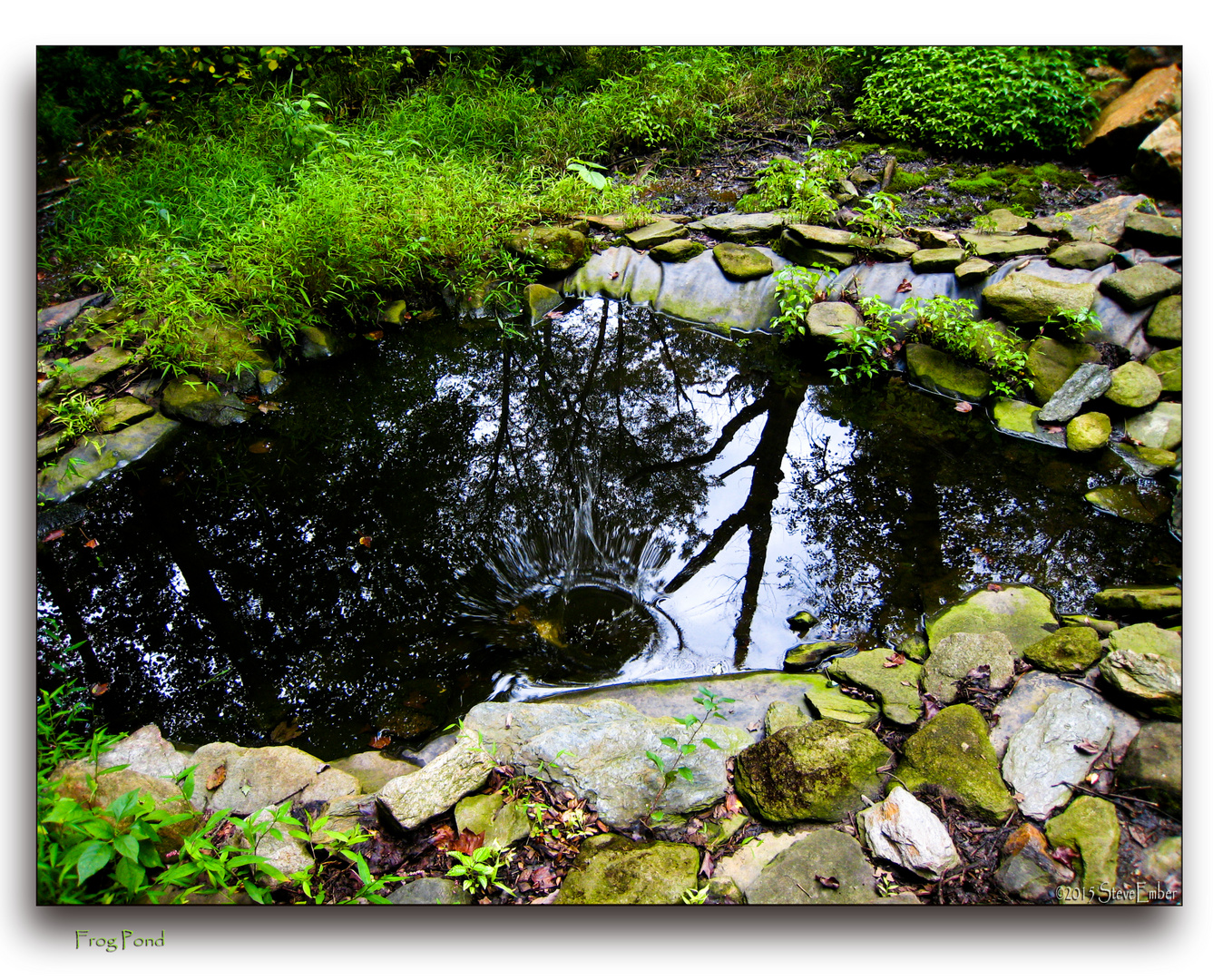 Frog Pond...