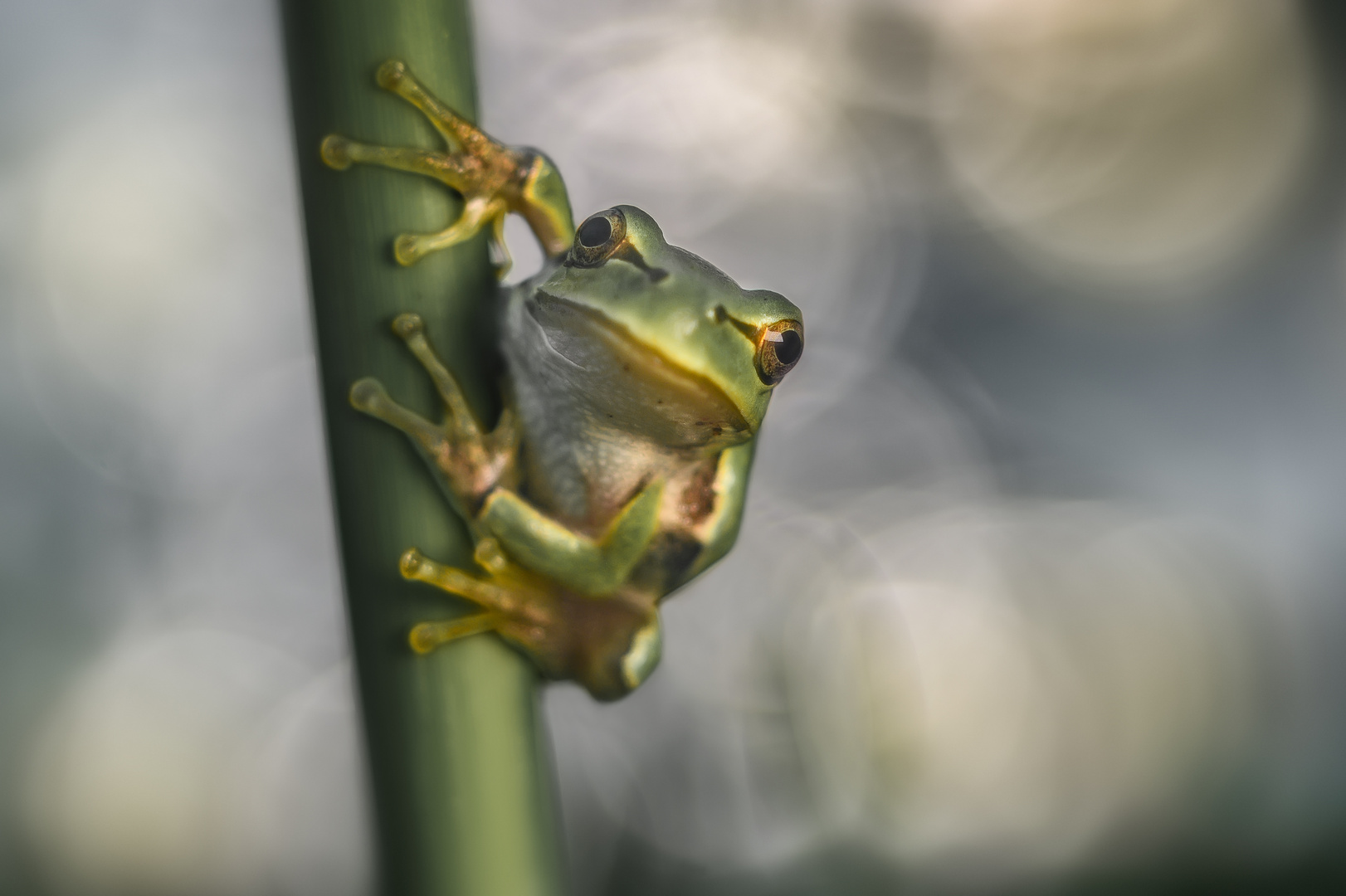 Frog Portrait