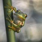 Frog Portrait