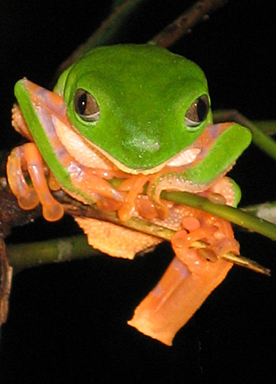 Frog, Rainforest, Peru