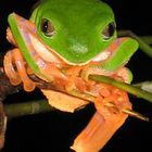 Frog, Rainforest, Peru