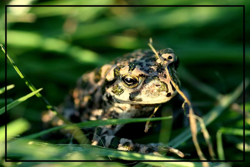 Frog Rock ;-)