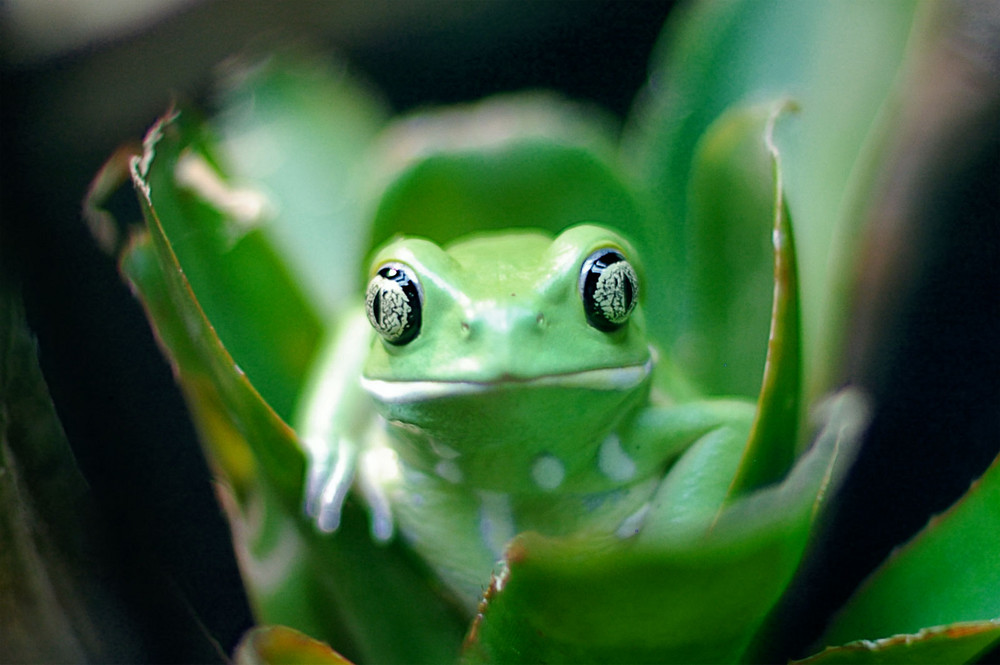 Frog strikes a pose