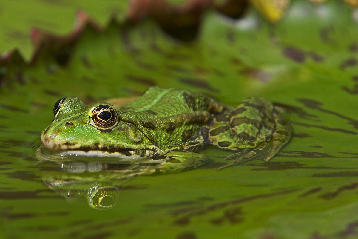 Frog-Time