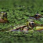 Frog-Trio