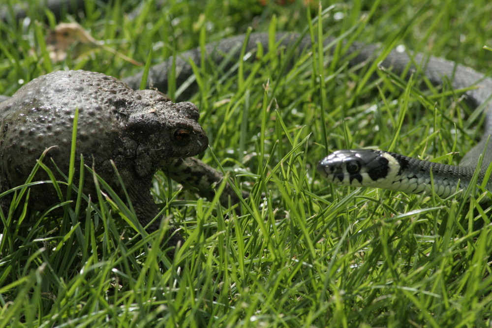 Frog vs Snake