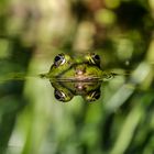 frog_08_2015