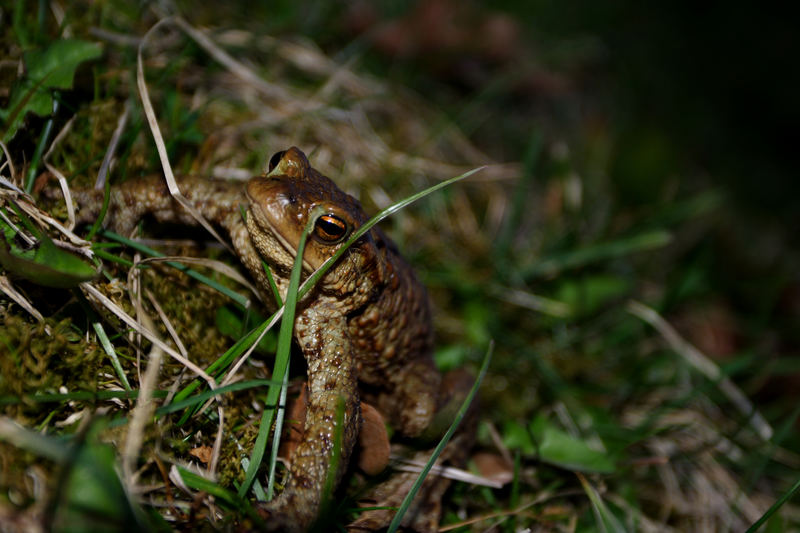 Frog_1