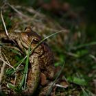 Frog_1