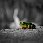 Frog(1)