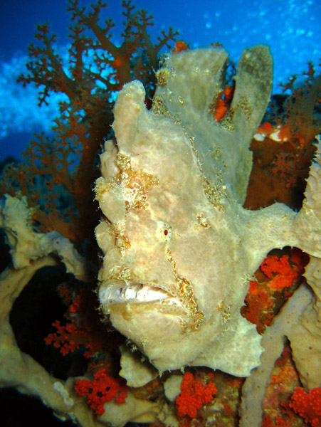 Frogfish (1)