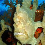 Frogfish (1)