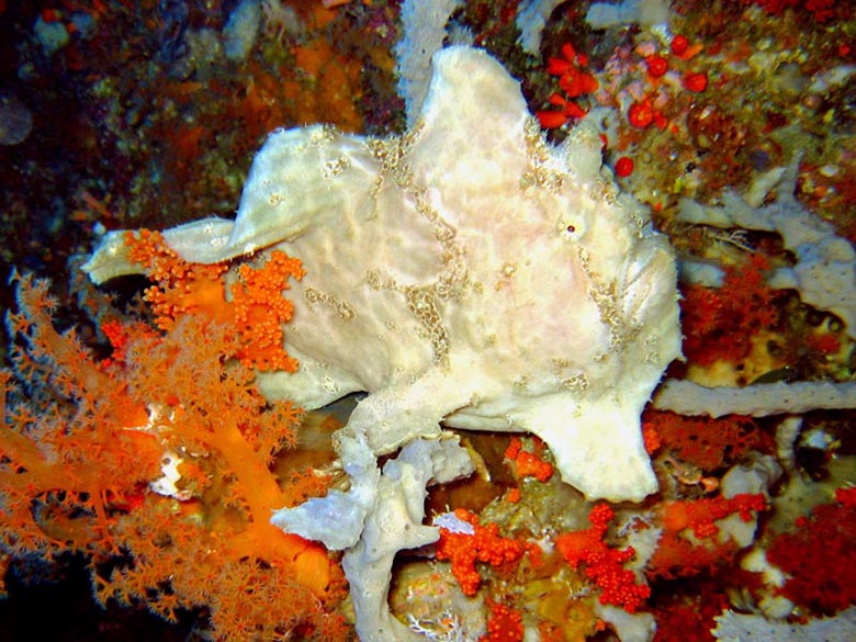 Frogfish (2)