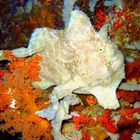 Frogfish (2)